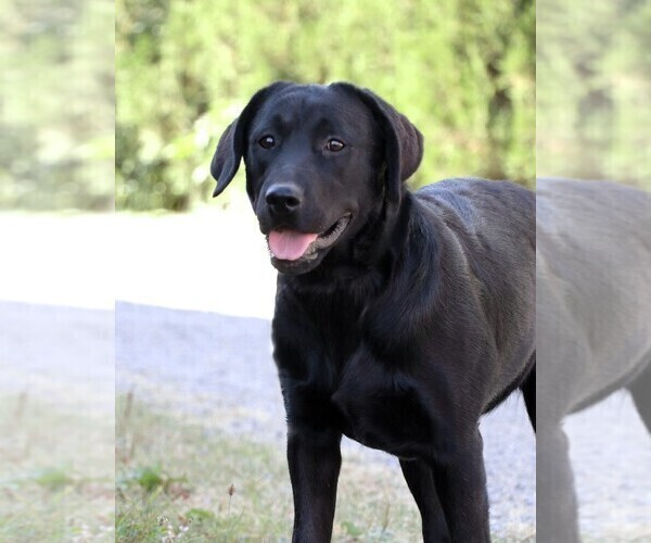 Medium Photo #2 Labrador Retriever Puppy For Sale in SYRACUSE, IN, USA