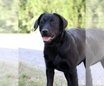 Small #1 Labrador Retriever