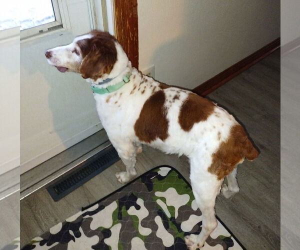 Medium Photo #2 Brittany Puppy For Sale in Curwensville, PA, USA