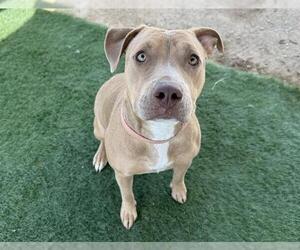 American Pit Bull Terrier Dogs for adoption in HESPERIA, CA, USA