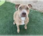 Small American Pit Bull Terrier