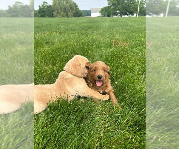 Medium Photo #11 Goldendoodle (Miniature) Puppy For Sale in FREDERICKSBG, OH, USA