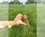 Small #10 Goldendoodle (Miniature)