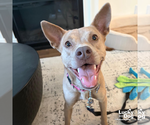 Small #5 Carolina Dog Mix