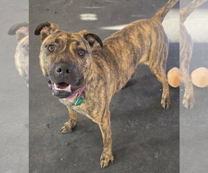 Mutt Dogs for adoption in Clarkston, MI, USA