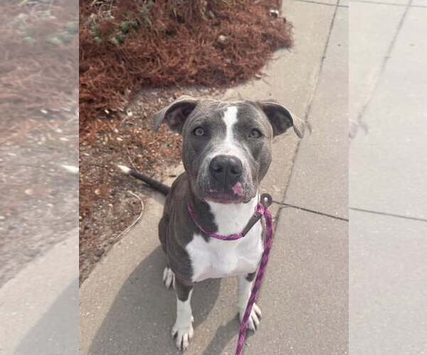 Medium Photo #1 Mutt Puppy For Sale in Rowlett, TX, USA