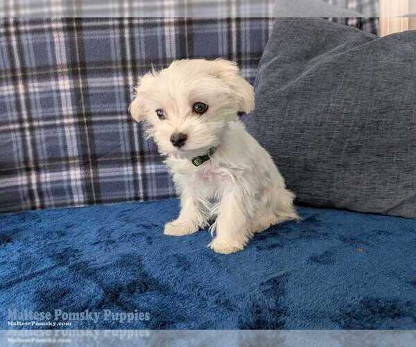 Medium Photo #5 Maltese Puppy For Sale in OCALA, FL, USA