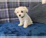 Small #4 Maltese