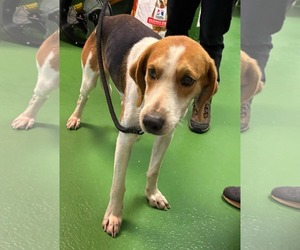 Mutt Dogs for adoption in Rustburg, VA, USA