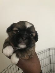 Shih Tzu Puppy for sale in SOUTH AMBOY, NJ, USA