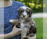 Puppy Kade Drury Bernedoodle