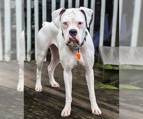 Medium Photo #1 Boxer Puppy For Sale in Dumont, NJ, USA