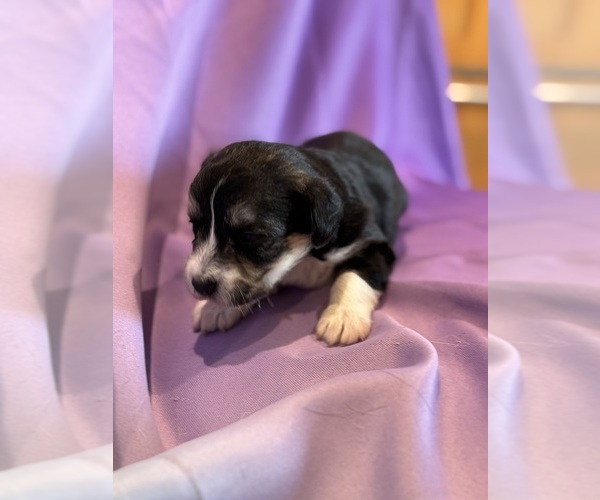 Medium Photo #11 Corgipoo Puppy For Sale in LONGMONT, CO, USA