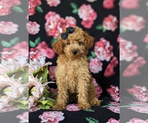 Poodle (Miniature) Puppy for sale in LEOLA, PA, USA
