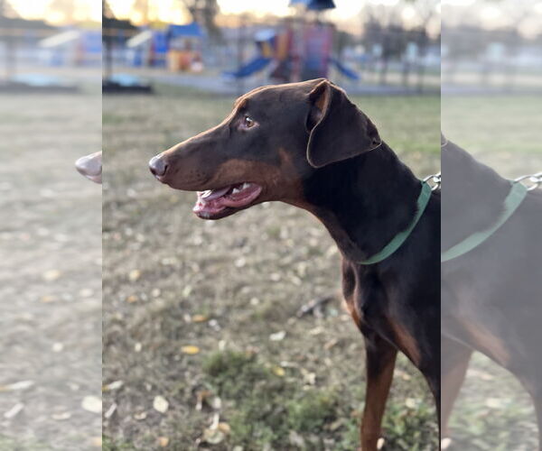 Medium Photo #7 Doberman Pinscher Puppy For Sale in Buffalo, MN, USA