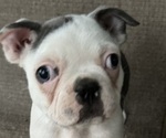 Puppy Polly Faux Frenchbo Bulldog