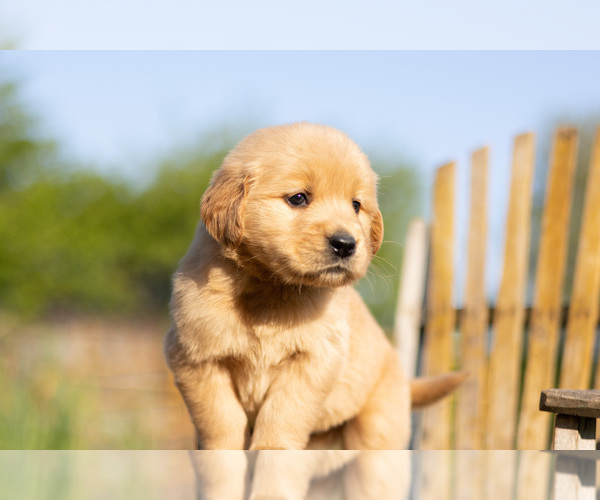 Medium Photo #3 Golden Retriever Puppy For Sale in JONES, MI, USA