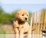 Small Photo #3 Golden Retriever Puppy For Sale in JONES, MI, USA