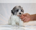 Small #22 ShihPoo