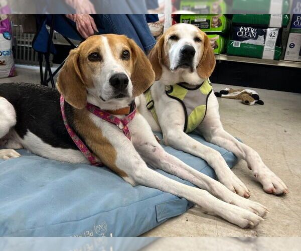 Medium Photo #6 Mutt Puppy For Sale in Fairfax, VA, USA