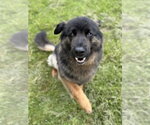 Small #9 German Shepherd Dog