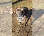 Small #3 Mountain Cur Mix