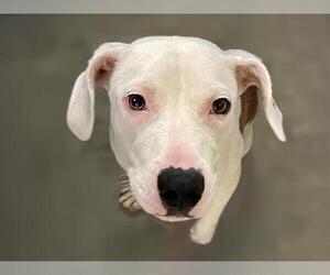 American Pit Bull Terrier-Unknown Mix Dogs for adoption in Tulsa, OK, USA