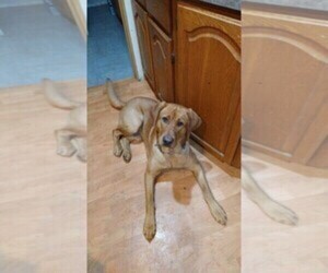 Father of the Labrador Retriever puppies born on 06/15/2025