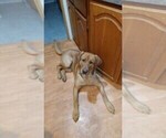 Small Photo #1 Labrador Retriever Puppy For Sale in DODGEVILLE, WI, USA