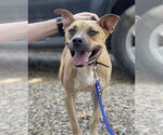 Small #3 Whippet