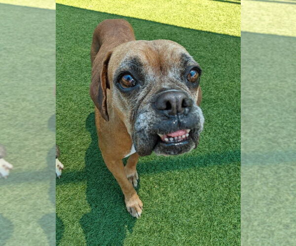 Medium Photo #4 Boxer Puppy For Sale in Austin, TX, USA
