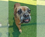 Small #3 Boxer