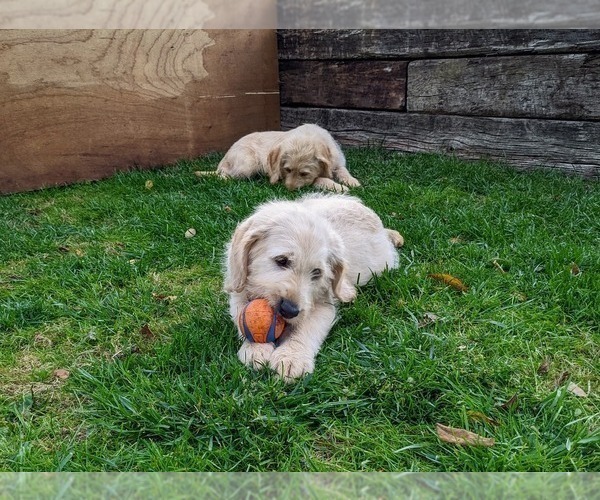 Medium Photo #9 Miniature Labradoodle Puppy For Sale in STEVENS, PA, USA
