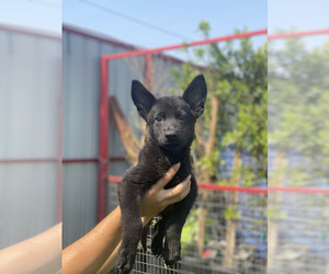 German Shepherd Dog Puppy for sale in LA TUNA CANYON, CA, USA