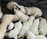Small Photo #11 Great Pyrenees Puppy For Sale in MOUNT AIRY, NC, USA