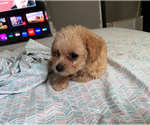 Small #2 YorkiePoo