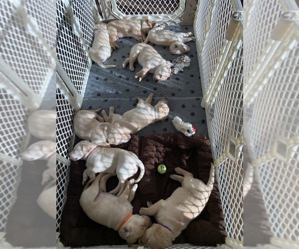 Medium Photo #1 Labrador Retriever Puppy For Sale in NEWBERG, OR, USA