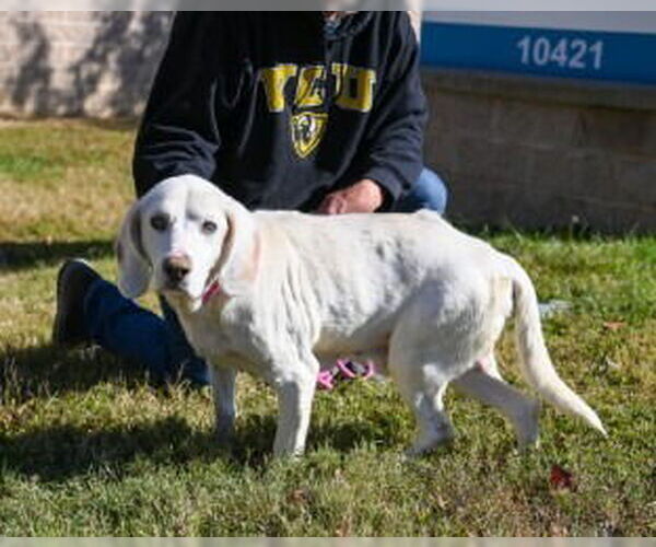 Medium Photo #6 Mutt Puppy For Sale in Glen Allen, VA, USA