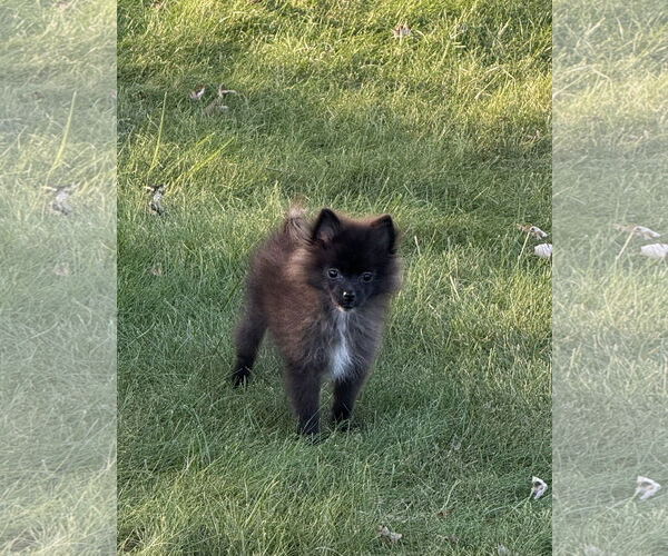 Medium Photo #5 Pomeranian Puppy For Sale in Wheaton, IL, USA