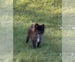 Small #4 Pomeranian