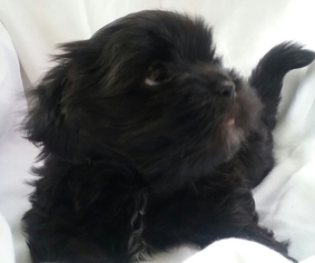 Lhasa Apso Puppy for sale in ROCK HILL, SC, USA