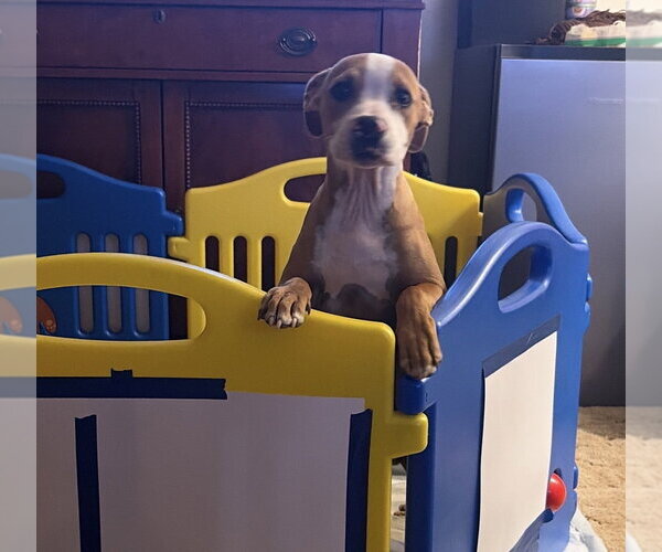 Medium Photo #3 Boxer-Unknown Mix Puppy For Sale in Dana Point, CA, USA