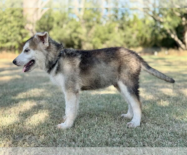 Medium Photo #2 German Shepherd Dog-Unknown Mix Puppy For Sale in PIPE CREEK, TX, USA