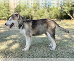 Small #1 German Shepherd Dog Mix