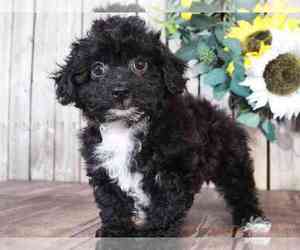Poovanese Puppy for sale in MOUNT VERNON, OH, USA