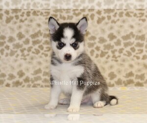 Pomsky Puppy for sale in DENVER, PA, USA