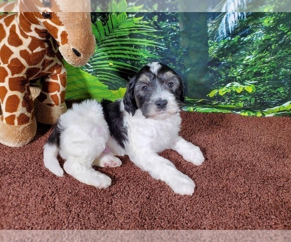 Medium Photo #1 Goldendoodle (Miniature) Puppy For Sale in BLACK FOREST, CO, USA