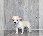 Small #10 Chihuahua