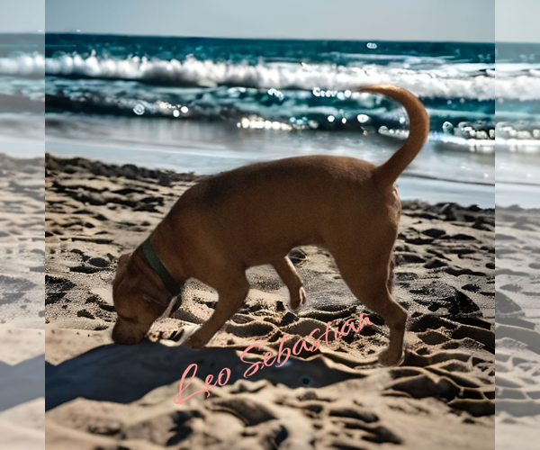 Medium Photo #5 American Staffordshire Terrier-Black Mouth Cur Mix Puppy For Sale in Orange Grove, TX, USA