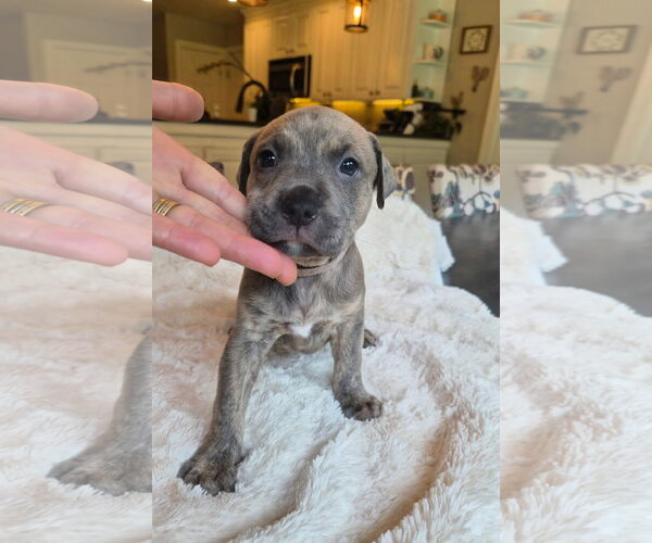 Medium Photo #3 American Pit Bull Terrier-Unknown Mix Puppy For Sale in Holly Springs, NC, USA